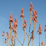 Aloe pretoriensis